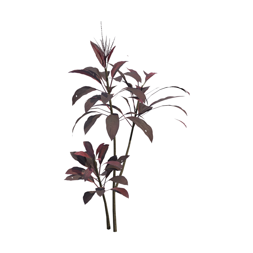 Cordyline fruticosa - Ti Plant 03